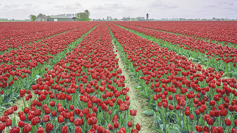 Z historie burzovních krachů – od tulipánů ke koroně